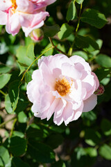roses from a local park rose garden
