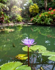 A tranquil pond garden scene, showcasing a vibrant purple lotus flower amidst lush greenery and calm water reflections.