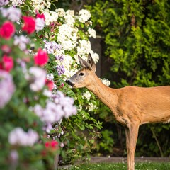 A charming roe deer delicately grazes among vibrant blossoms in a lush garden setting.
