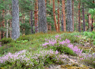 Fototapeta premium Purple heather in a pine forest - A beautiful patch of wild purple heather blooms on the floor of a northern pine forest