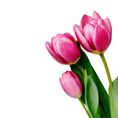 Fototapeta premium Pink tulips with green leaves isolated on transparent background