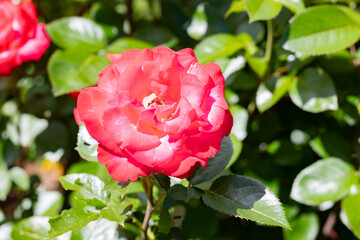 Roses in the rose garden at a local park