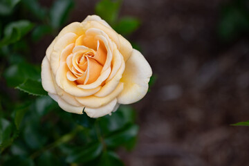 Roses in the rose garden at a local park