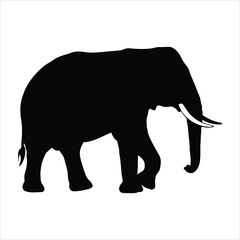 Fototapeta premium Majestic silhouette of a walking african elephant with ivory tusks captured in a bold black outline