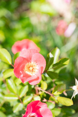 Roses in the rose garden at a local park
