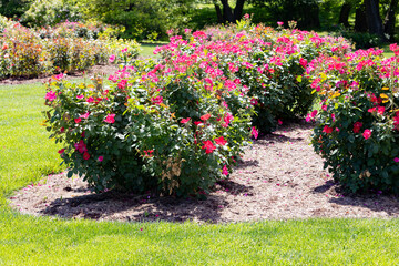 Roses in the rose garden at a local park