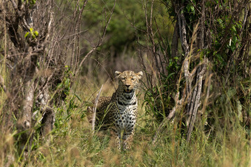 Portrait of a leopard in the bushes of Masai Mara, Kenya.