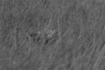 A leopard in the savanah grassland at Masai Mara, Kenya