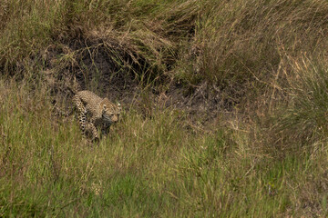 A leopard on grassland at Masai Mara, Kenya