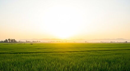 Obraz premium Golden sunrise gently illuminates vibrant green rice paddy field. AI Generated