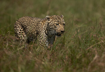 Portrait of a leopard at Masai Mara, Kenya