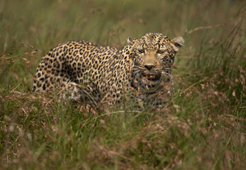 Portrait of a leopard at Masai Mara, Kenya