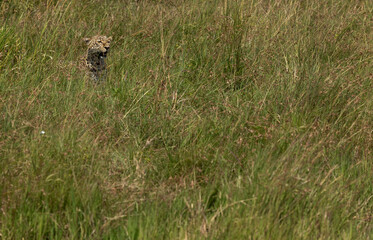 A leopard on green at Masai Mara, Kenya