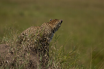 Closeup of a leopard on mound looking on opposite side at Masai Mara, Kenya