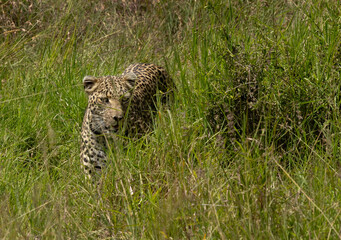A leopard in the Savannah grassland at Masai Mara, Kenya.