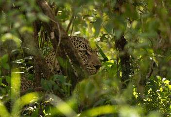 A leopard in dense forest of Masai mara, Kenya