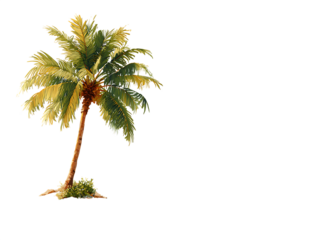 Tropical beach with palm tree vibes