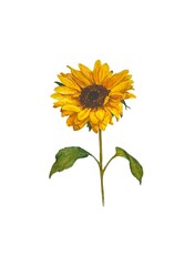 Fototapeta premium Watercolor illustration of isolated yellow sunflower with green leaves on white background drawn by hand.