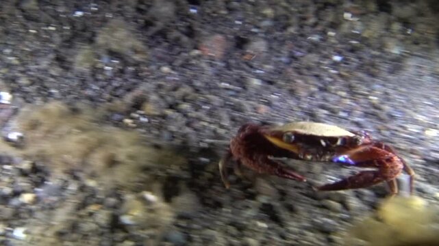 A Crab Burrowing into the Sand