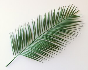 Obraz premium Single palm frond, vibrant green, smooth texture, against a plain white background. It's long, slender, and has many pointed leaflets radiating outward