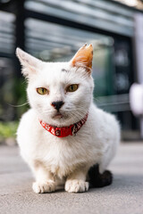 Stray Cat at Greenbelt Mall Manila Philippines 2024 