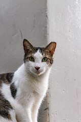 Stray Cat at Greenbelt Mall Manila Philippines 2024 