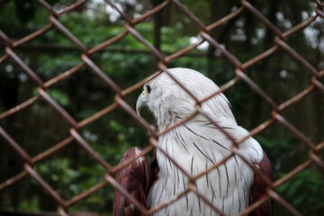 Brahminy kite (Haliastur indus) is  a carnivorous bird found in the Indian subcontinent, Southeast...
