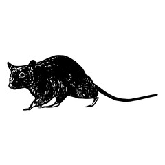 Engraved black rat sketch, hand drawn rodent illustration in vintage style with detailed fur texture.