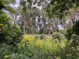 wildflowers in the forest