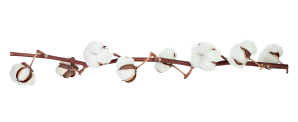 Cotton branch with flowers isolated on transparent background, natural eco friendly plant, dried floral element, mockup template for design and decoration. Full focus photo