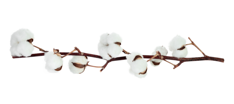 Cotton branch with flowers isolated on transparent background, natural eco friendly plant, dried floral element, mockup template for design and decoration. Full focus photo