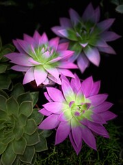 close-up of three colorful succulents with purple-green leaves, potted on weathered wood. The vivid tones and lush surrounding plants create a striking, natural composition, highlighting their unique 