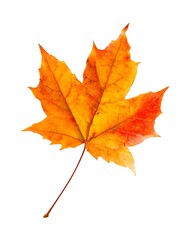 Vibrant autumn maple leaf isolated on white for fall season designs