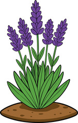 Beautiful lavender plant with vibrant purple blossoms in full bloom