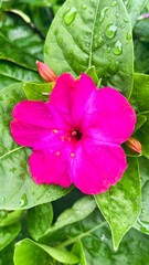 Close-up of a bright pink flower with fresh green leaves after rain. Vibrant magenta blossom with water droplets on lush foliage.
