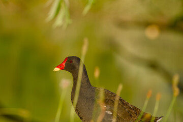 Close-up of a common moorhen (Gallinula chloropus) bathed in warm morning light with a soft blurred background