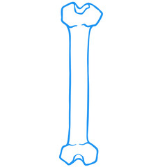 blue outline leg bone illustration