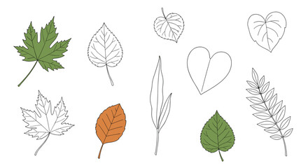 Obraz premium Collection of assorted hand drawn botanical elements featuring diverse leaf shapes and natural patterns for artistic design
