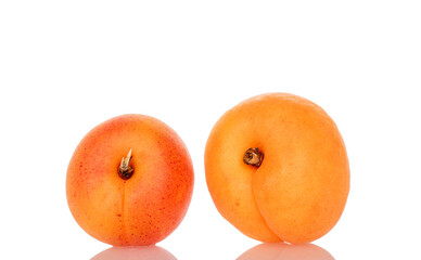 Ripe organic apricots isolated on white background, macro.