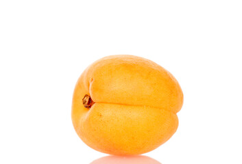 Ripe organic apricots isolated on white background, macro.