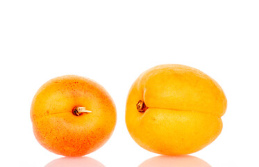 Ripe organic apricots isolated on white background, macro.