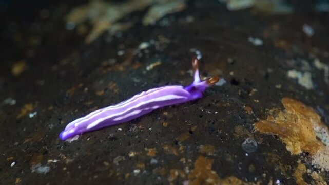 white-bump thuridilla nudibranch