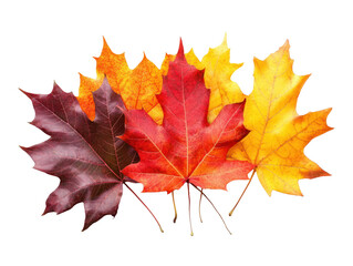 Obraz premium Colorful Autumn Maple Leaves