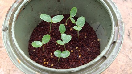 Watermelon seedlings sprouting in a recycled paint bucket made of zinc, symbolizing sustainable...