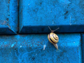 snail on the wall © 愛理 富田