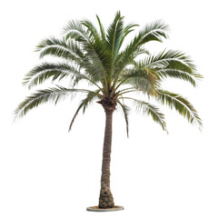 Palm Tree Tropical Plant Exotic Flora Detailed Isolated Render on transparent background