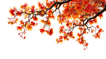 Maple tree branch in autumn on corner border, isolated on a transparent  background