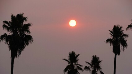 Tropical Sunrise Banner with Red Sun and Palm Tree Silhouettes.