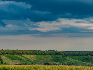 Fototapeta premium Weinberge im Spätsommer