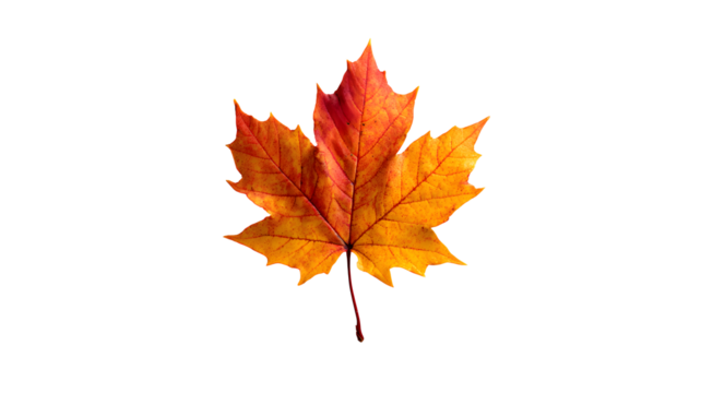 A single autumn maple leaf with isolated on a transparent  background